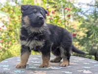 AKC/OFA/DM clear , a female German Shepherd Dog for sale in Grants Pass, OR – 6 of 8