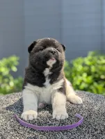 Embark tested parents , a female Akita for sale in Grants Pass, OR – 2 of 5