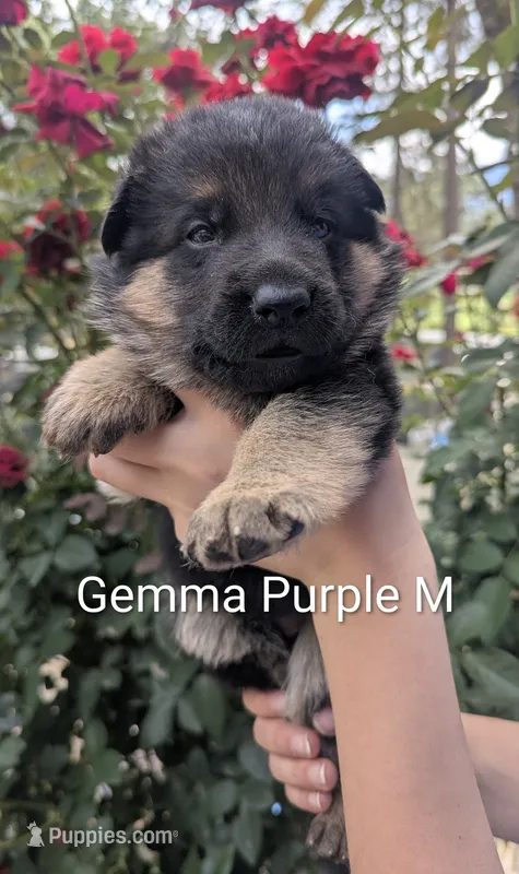 AKC/OFA/DM clear purple 💜 M – German Shepherd Dog puppy for sale in Grants Pass, OR