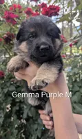 AKC/OFA/DM clear purple 💜 M, a male German Shepherd Dog for sale in Grants Pass, OR – 1 of 4