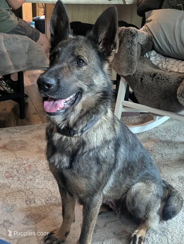 Mya spayed, UTD Vaccines  – German Shepherd Dog puppy for sale in Grants Pass, OR
