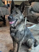 Mya spayed, UTD Vaccines , a female German Shepherd Dog for sale in Grants Pass, OR – 1 of 7