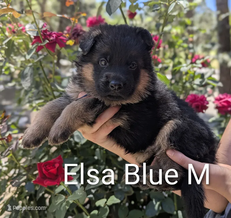 AKC/OFA/DM clear  – German Shepherd Dog puppy for sale in Grants Pass, OR