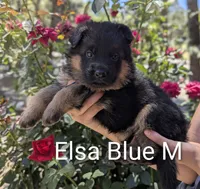 AKC/OFA/DM clear , a male German Shepherd Dog for sale in Grants Pass, OR – 1 of 4