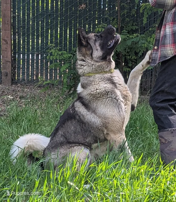 Shasta spayed UTD on vaccines  – Akita puppy for sale in Grants Pass, OR