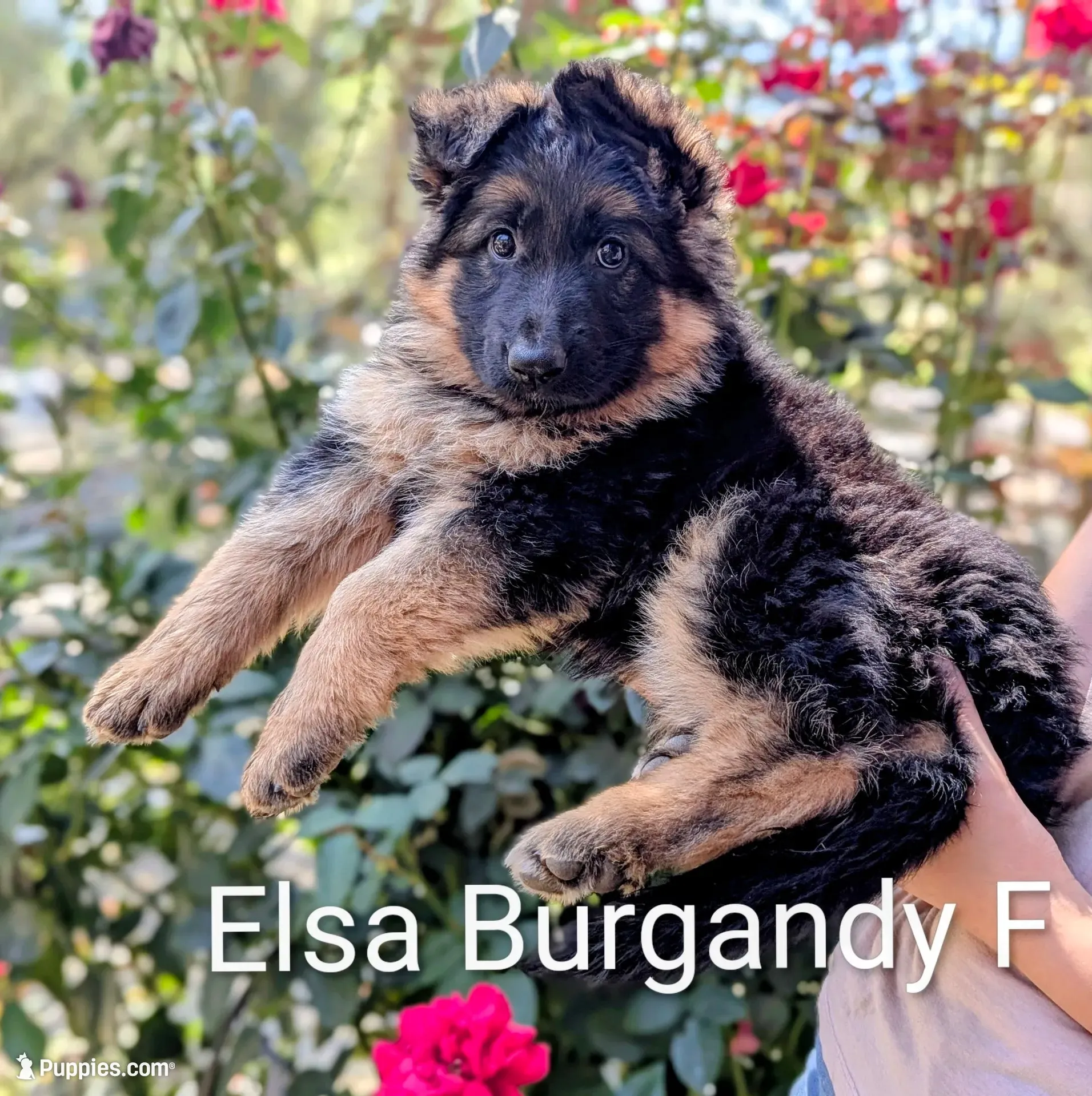 AKC/OFA/DM clear , a female German Shepherd Dog for sale in Grants Pass, OR – 2 of 5