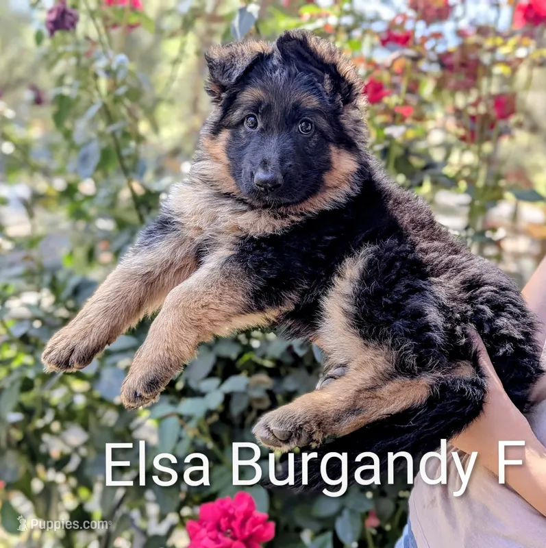AKC/OFA/DM clear  – German Shepherd Dog puppy for sale in Grants Pass, OR