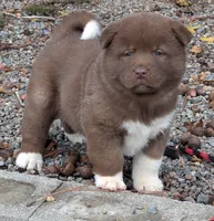 Red ♥️ Male on hold, a male Akita for sale in Grants Pass, OR – Photo 2 of 7