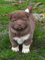 Red ♥️ Male on hold, a male Akita for sale in Grants Pass, OR – Photo 3 of 7