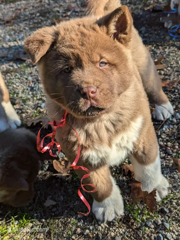 Red ♥️ Male on hold