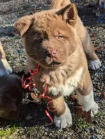 Red ♥️ Male on hold, a male Akita for sale in Grants Pass, OR – Photo 1 of 7