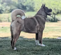 Red ♥️ Male on hold, a male Akita for sale in Grants Pass, OR – Photo 7 of 7