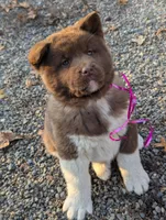 Pink 🩷 On hold, a female Akita for sale in Grants Pass, OR – Photo 5 of 10