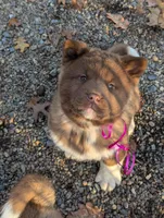 Pink 🩷 On hold, a female Akita for sale in Grants Pass, OR – Photo 3 of 10