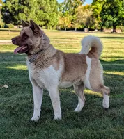 Pink 🩷 On hold, a female Akita for sale in Grants Pass, OR – Photo 7 of 10
