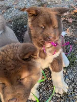 Pink 🩷 On hold, a female Akita for sale in Grants Pass, OR – Photo 2 of 10