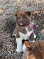 Pink 🩷 On hold, a female Akita for sale in Grants Pass, OR – Photo 1 of 10