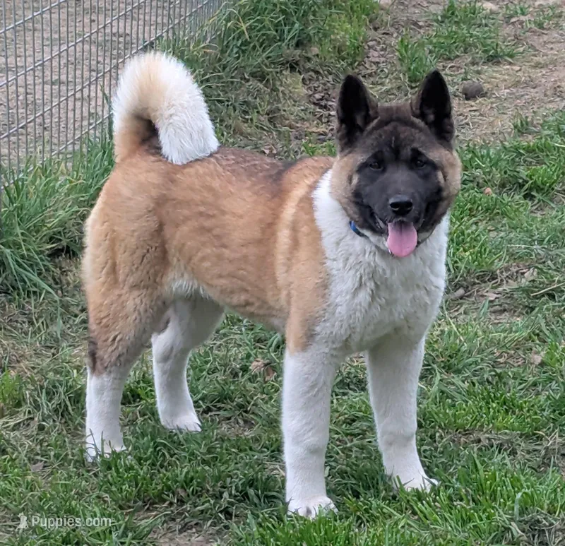 AKC/ show line  – Akita puppy for sale in Grants Pass, OR