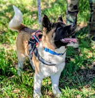 AKC/ show line , a female Akita for sale in Grants Pass, OR – Photo 3 of 9