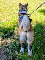 AKC/ show line , a female Akita for sale in Grants Pass, OR – Photo 9 of 9