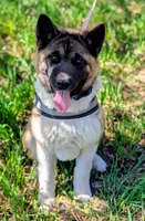 AKC/ show line , a female Akita for sale in Grants Pass, OR – Photo 1 of 9