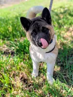 AKC/ show line , a female Akita for sale in Grants Pass, OR – Photo 7 of 9