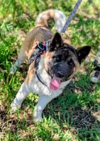 AKC/ show line , a female Akita for sale in Grants Pass, OR – Photo 5 of 9