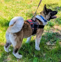 AKC/ show line , a female Akita for sale in Grants Pass, OR – Photo 6 of 9
