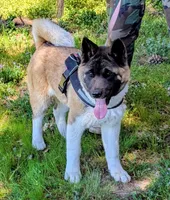 AKC/ show line , a female Akita for sale in Grants Pass, OR – Photo 2 of 9