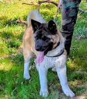 AKC/ show line , a female Akita for sale in Grants Pass, OR – Photo 4 of 9