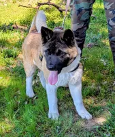 AKC/ show line , a female Akita for sale in Grants Pass, OR – Photo 8 of 9