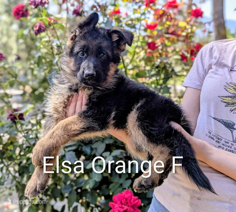 AKC/OFA/DM clear  – German Shepherd Dog puppy for sale in Grants Pass, OR