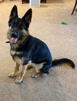 Lucy , a female German Shepherd Dog for sale in Grants Pass, OR – 2 of 3