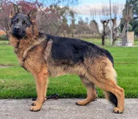 AKC/OFA/DM clear F, a female German Shepherd Dog for sale in Grants Pass, OR – 5 of 5