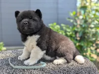 Embark tested parents , a female Akita for sale in Grants Pass, OR – 7 of 9