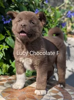 Chocolate pink F, a female Akita for sale in Grants Pass, OR – 1 of 9