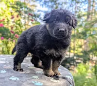 AKC/ OFA/ DM clear, a female German Shepherd Dog for sale in Grants Pass, OR – 6 of 8