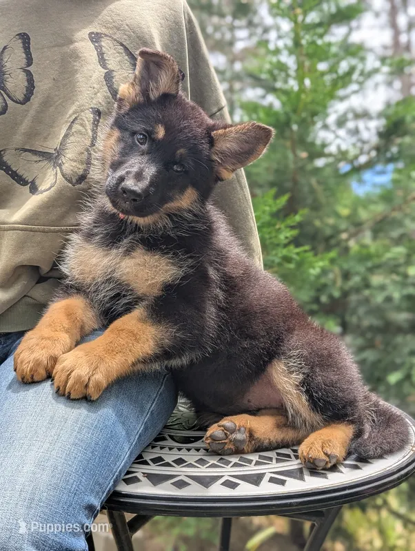 AKC/OFA/DM clear  – German Shepherd Dog puppy for sale in Grants Pass, OR