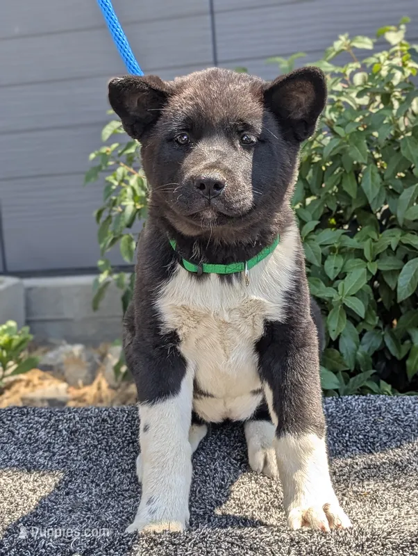 Training started – Akita puppy for sale in Grants Pass, OR