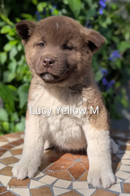 Embark tested parents yellow 💛 M – Akita puppy for sale in Grants Pass, OR
