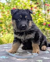 AKC/OFA/DM clear , a female German Shepherd Dog for sale in Grants Pass, OR – 4 of 8