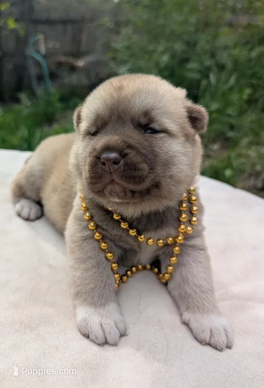 Embark tested parents  , a male Akita for sale in Grants Pass, OR – 1 of 8