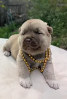 Embark tested parents  , a male Akita for sale in Grants Pass, OR – 1 of 8