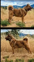 Embark tested parents  , a male Akita for sale in Grants Pass, OR – 8 of 8
