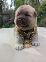 Embark tested parents  , a male Akita for sale in Grants Pass, OR – 6 of 8
