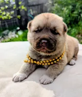 Embark tested parents  , a male Akita for sale in Grants Pass, OR – 4 of 8