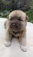 Embark tested parents  , a male Akita for sale in Grants Pass, OR – 3 of 8