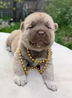 Embark tested parents  , a male Akita for sale in Grants Pass, OR – 2 of 8