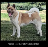 Embark tested parents  , a male Akita for sale in Grants Pass, OR – 7 of 8