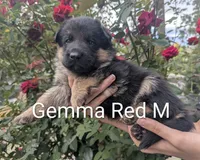 AKC/OFA/DM clear Red ♥️ M, a male German Shepherd Dog for sale in Grants Pass, OR – 2 of 4